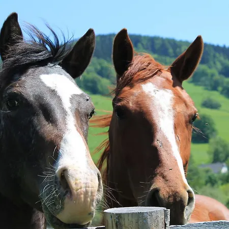Domek alpejski Srub Losiny