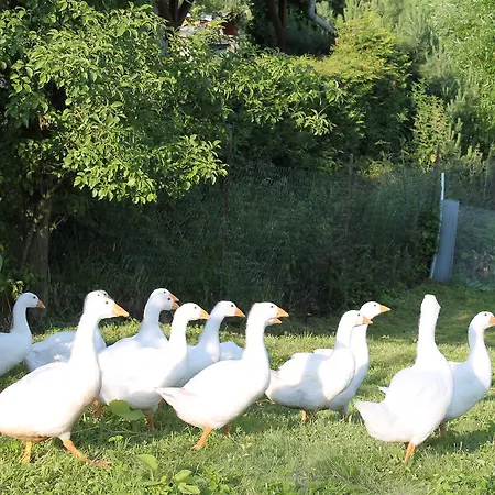 Domek alpejski Srub Losiny Velké Losiny
